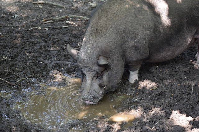 大战中获胜 大战中获胜